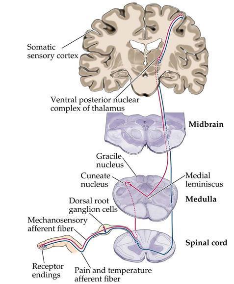 grey and white matter in spinal cord and brain with sensation