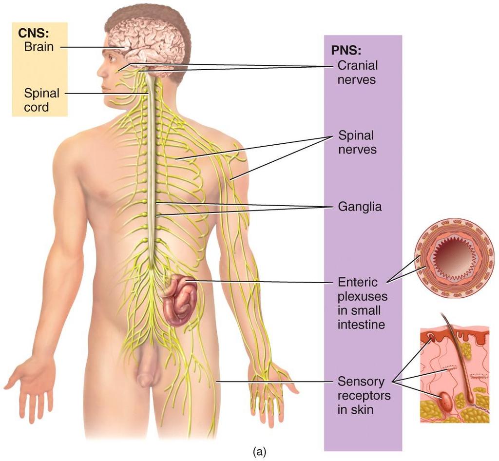 NERVOUS SYSTEM DIVISIONS - REVISION