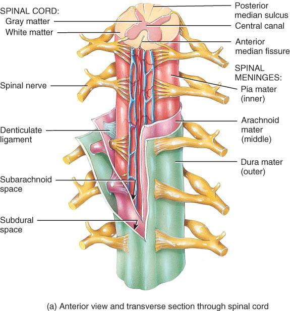 MENINGES o 3 coverings that run continuously around the spinal cord and brain: 1. Dura mater: outer layer; dense irregular tissue 2.