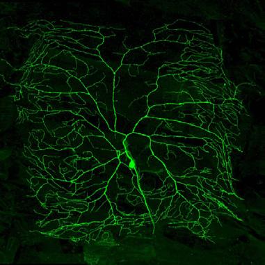 The dendritic tree is the main region of the neuron that receives signals. These signals can come in the form of sensations from the environment.