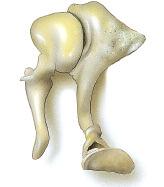 The innermost ossicle is shaped somewhat like the Incus Malleus Stapes Figure 10-12 The ossicles of the middle ear.