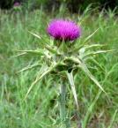 Thistle concentration Decreases collagen formation