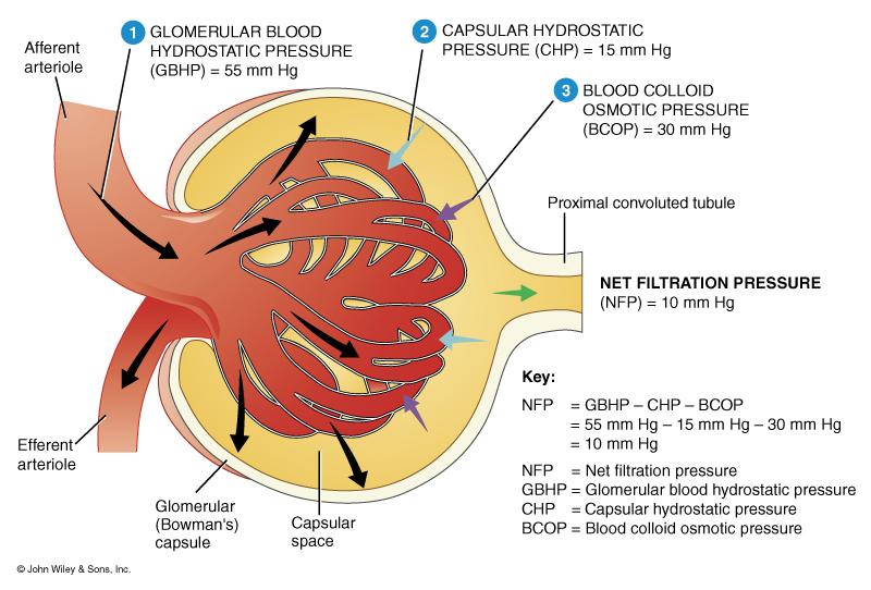 3 Factors Affect Glomerular Filtration Moves fluid out Moves fluid back Into