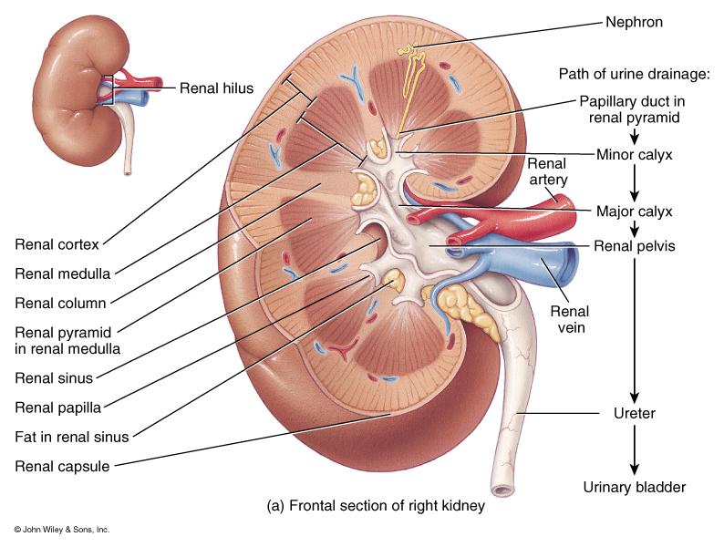Internal Anatomy of Kidney / Know