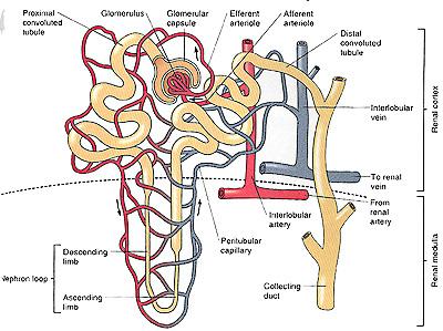 Nephron - Functional unit of the kidney consists of Renal Corpuscle & a Renal Tubule 1.