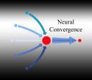 Body Central Auditory Pathways Superior Olivary Complex in the Pons Neural convergence & divergence