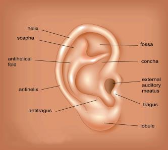 Pinna The Outer Ear THE EXTERNAL AUDITORY MEATUS