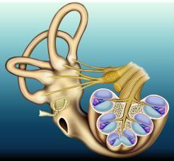 ANATOMY OF THE COCHLEA