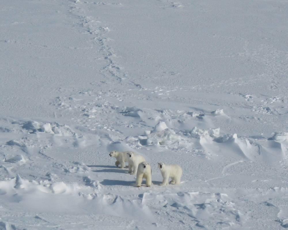When a polar bear was sighted and determined to be in a safe area for capture, we tranquilized the bear with the drug Telazol delivered in a projectile syringe fired from the helicopter.