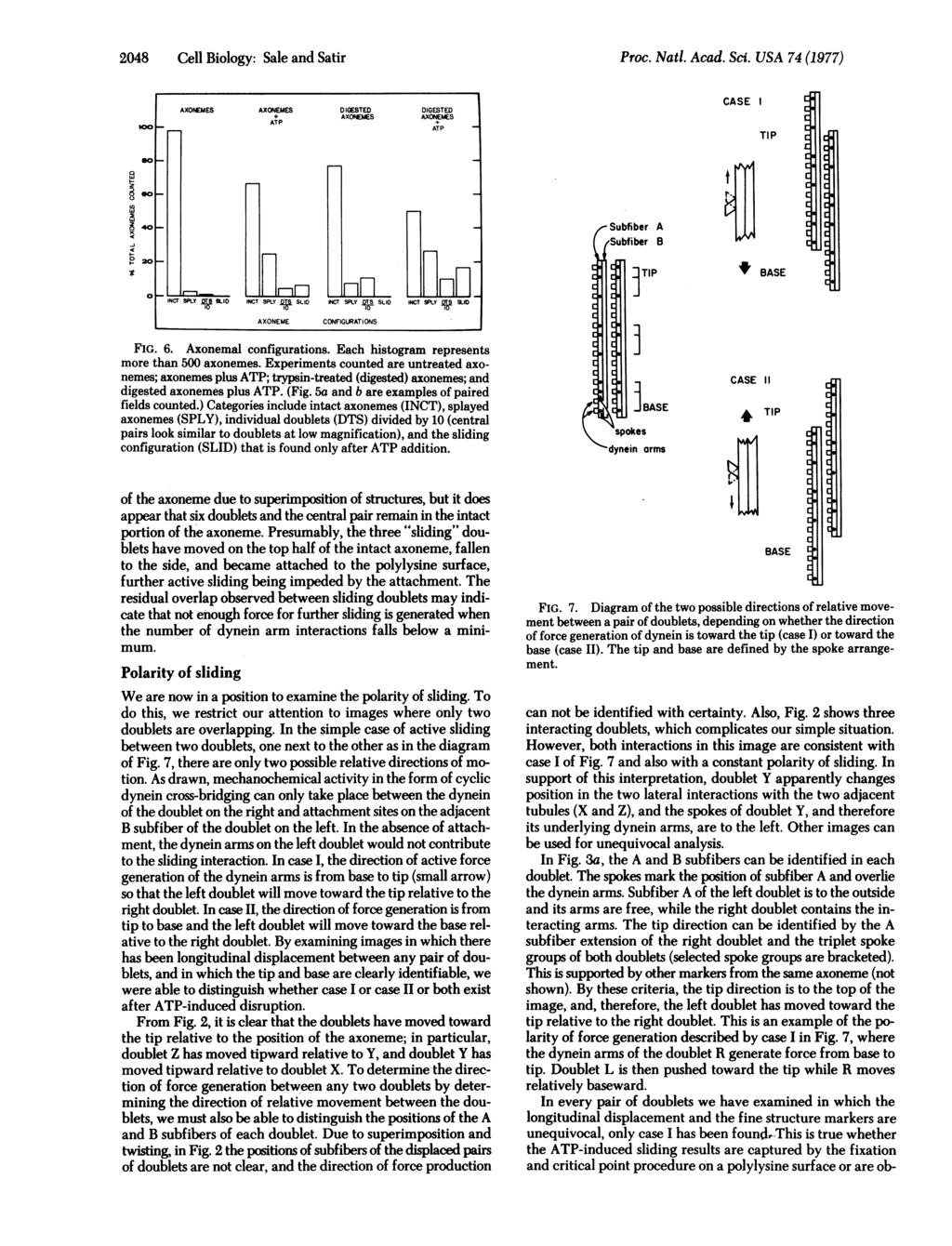 2048 Cell Biology: Sale and Satir Pro. Natl. Aad. Si. USA 74 (1977) AXONEMES AXONEMES D IGESTED DIGESTED + AXONEMES AXONEMES, ATP AT CASE I l 8 o Subfiber Subfiber A B r.