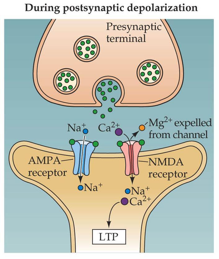 receptors NMDA channel blocked by magnesium The NMDA channel opens only when the