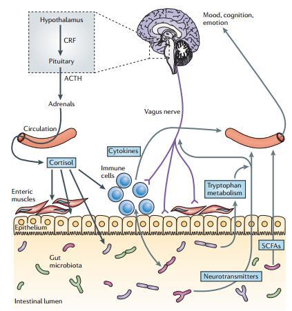 Pathways involved in bidirectional communication between the gut microbiota and the brain.