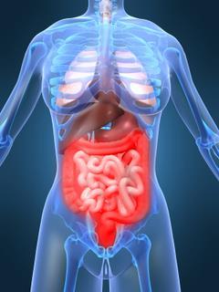 The digestive tract is an important component of the body s immune system.