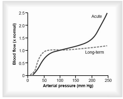 coronary and renal circulation. Based on the parallel increase or decrease of LOCAL vascular resistance with changes in arterial blood pressure Mechanisms of acute autoregulation: 1.