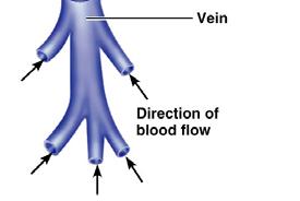 lacerated artery flows in spurts Venous