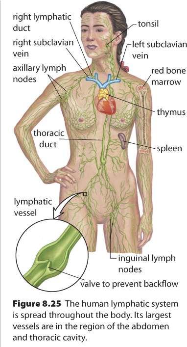 lymph nodes (small round structures found along lymphatic system mainly in neck, groin, armpit) filter foreign material, such as bacteria and tumor cells, special WBC here destroy pathogens when