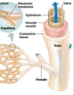 skeletal muscle contraction aids venous blood flow v) Venules smaller veins where deoxygenated