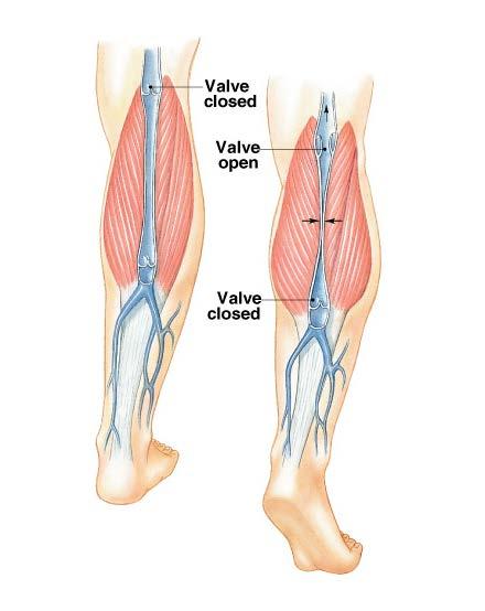 Venous return skeletal muscle contractions provide driving force