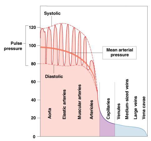 F (~CO) P/R Pressure and Resistance Increased Pressure = increased Flow Increased Resistance = decreased Flow Cardiovascular Pressure Blood Pressure