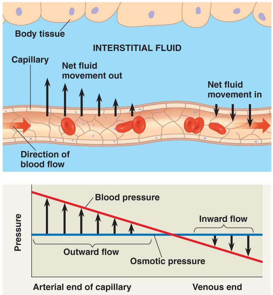 Fluid exchange in capillaries Blood pressure forces fluid, small solutes & gases