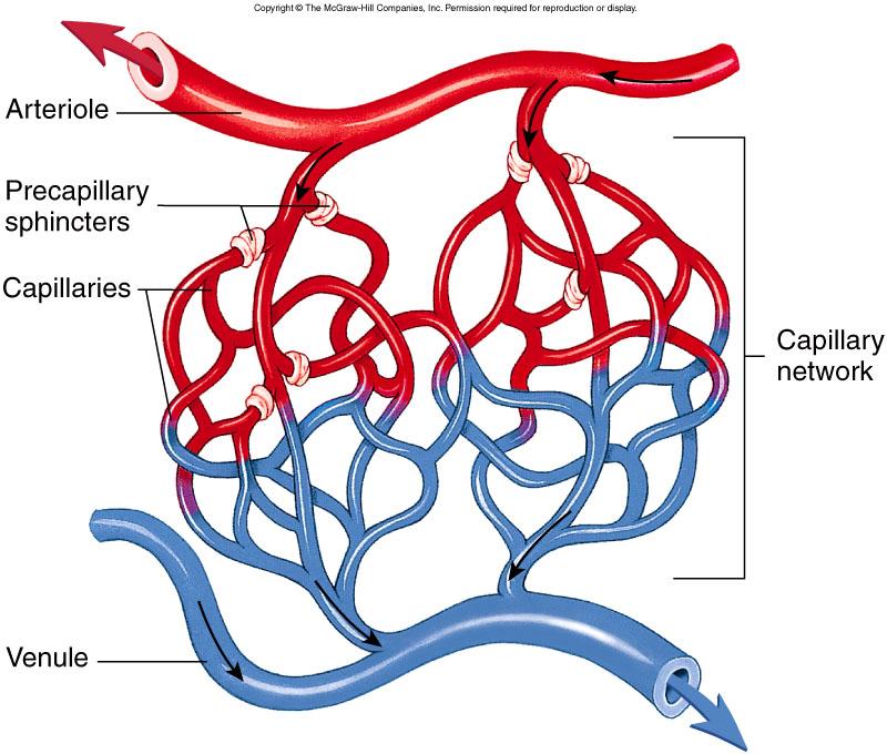 Path of blood flow Aorta Arteries