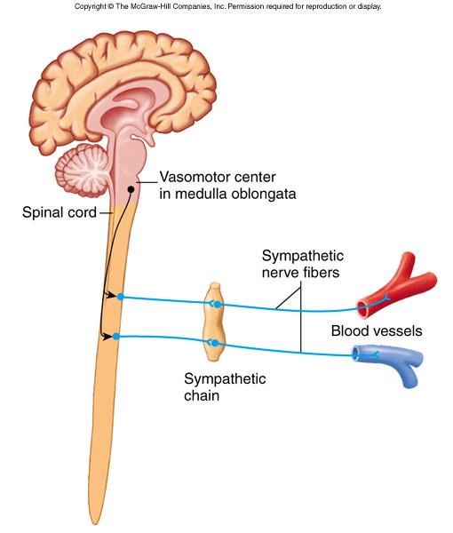 Controlled by vasomotor center (pons & MO) Neural Regulation Stimulation of sympathetic nerves causes vasoconstriction of arterioles via