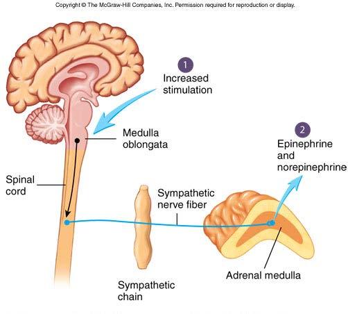 Hormonal Adrenal Medullary Signals that increase sympathetic stimulation of heart & vessels, also stimulate adrenal medulla Adrenal medulla releases