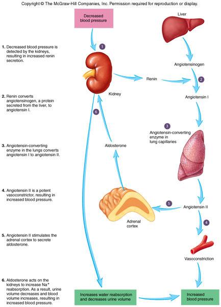 RAA BP drops Hormonal 1. kidney secretes renin which turns on angiotensin 2. Angiotensin increase vasoconstriction; BP rises 3.