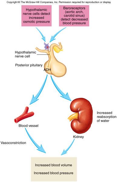 Hormonal Vasopressin (ADH) plasma solute concentration increases or BP decreases ADH