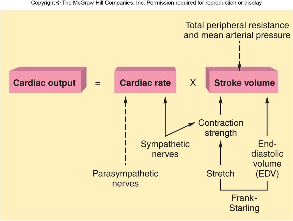 Frank-Starling Law Increased EDV results in increased contractility and thus increased stroke volume.