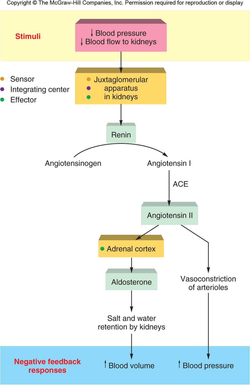 Angiotensin I is converted to angiotensin II by ACE enzyme.