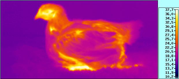 Aereas of heat dissipation in broilers (picture M.