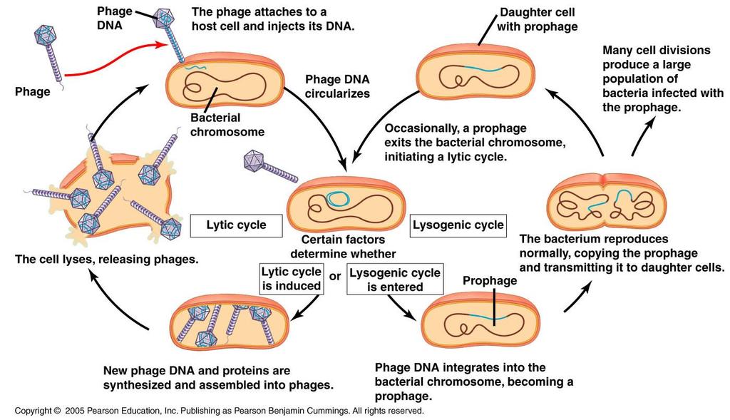 Lysogenic Cycle (Temperate Phage) Lysis Prophage