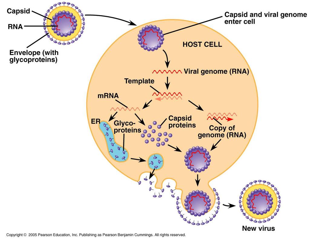 Enveloped RNA Virus An example of an animal virus