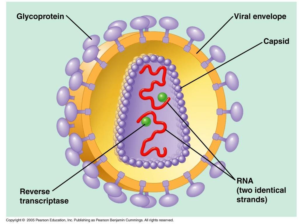 HIV Life Cycle HIV is a well-studied system where the rapid evolution of