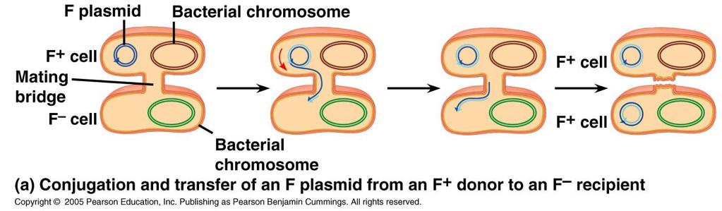 Moves plasmid