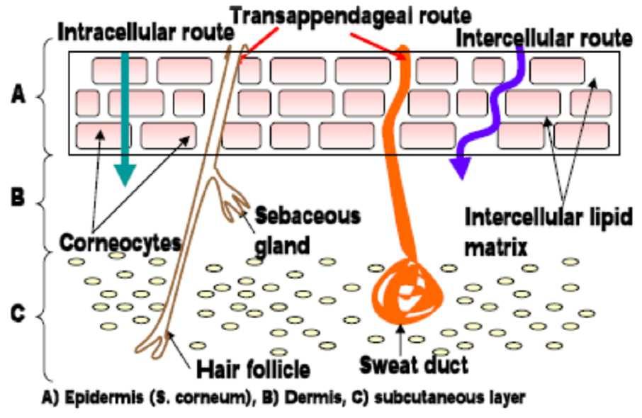 Introduction: Skin Structure and DA Penetration to dermis via: Passive diffusion Hair follicles between cells Skin multilayered