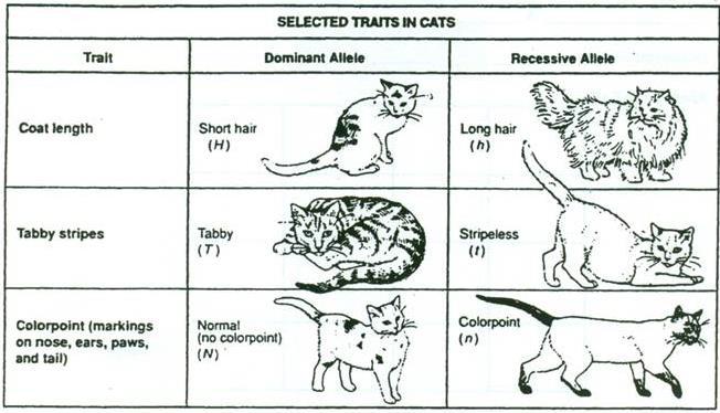 Write the genotype of a short haired, stripeless cat with no color in its tail? 3.
