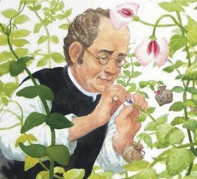 *** MENDELIAN GENETICS *** Growing up on a farm, what did Mendel have a lot of practice cultivating? Review: Define the term inheritance?