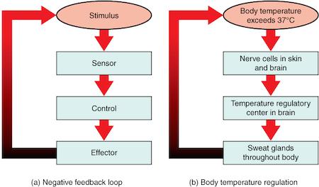 Negative Feedback Loop When a change in the body is detected, the body elicits