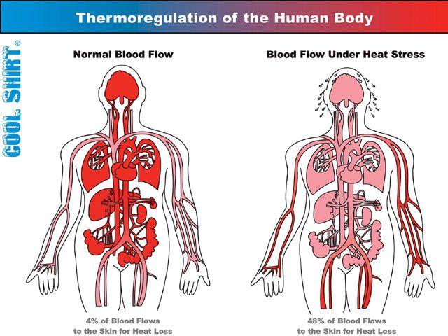 Thermoregulation Maintaining body temperature at