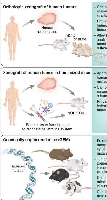 Types of murine model for studying human cancers.