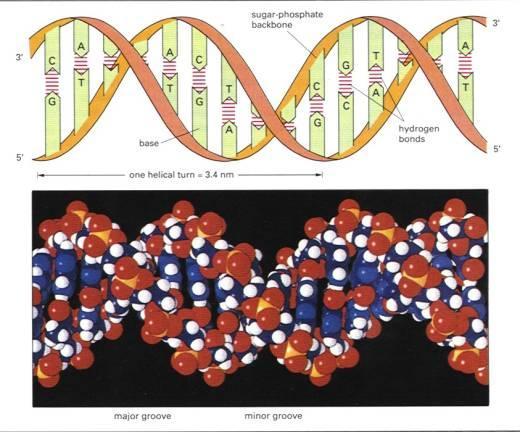 Biochemical reactions with ionizing radiation DNA is