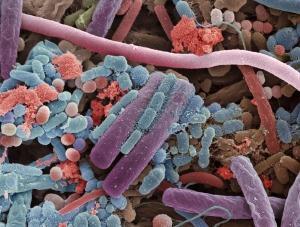 100 trillion micro-organisms Anaerobic bacteria Archaea Yeast