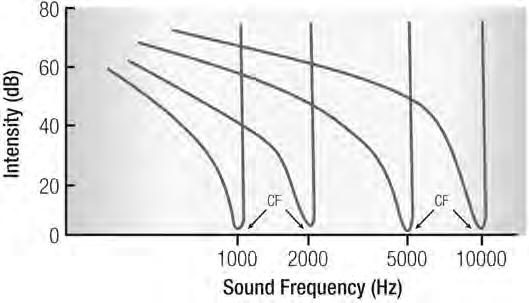 Frequency Tuning Curves of 4 Hair Cells Evidence for Place Theory: Tonotopic Organization of CFs Characteristic frequencies of hair cells along the Cochlea shows tonotopic map*