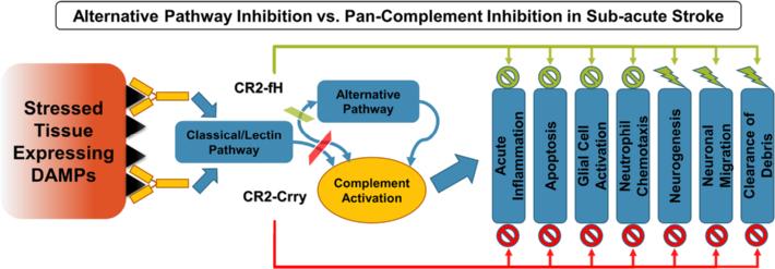 Alawieh et al. Journal of Neuroinflammation (2015) 12:247 Page 13 of 15 Fig. 13 Schematic depicting complement activation and the effects of CR2-Crry vs.