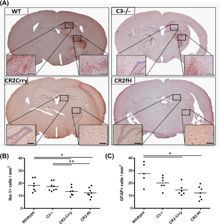 Alawieh et al. Journal of Neuroinflammation (2015) 12:247 Page 6 of 15 Fig. 2 Complement inhibition reduces microglia/macrophage activation and astrogliosis following MCAO and 7 days reperfusion.