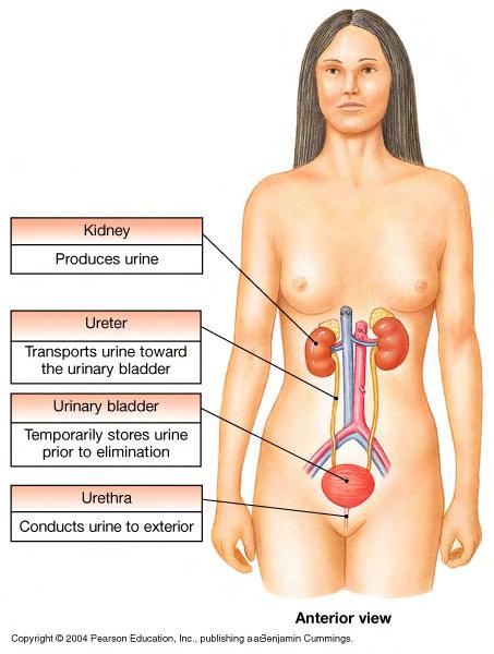 Urinary System Components: -Kidneys -Ureters -Urinary Bladder -Urethra