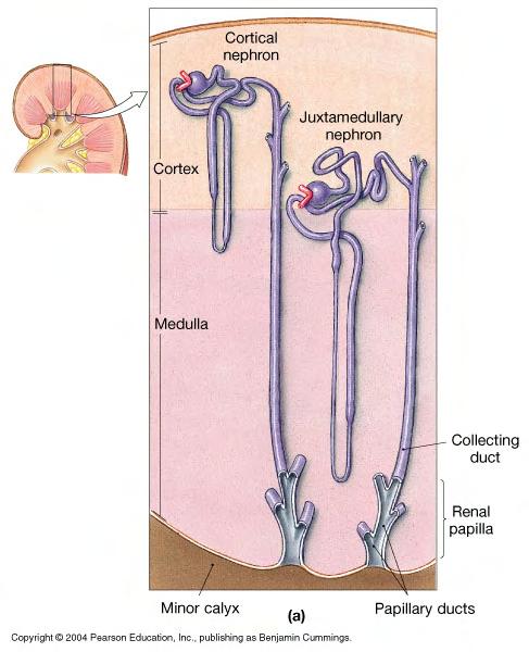 Two types of nephrons: 1. Cortical nephrons: majority, in cortex, short nephron loops 2.