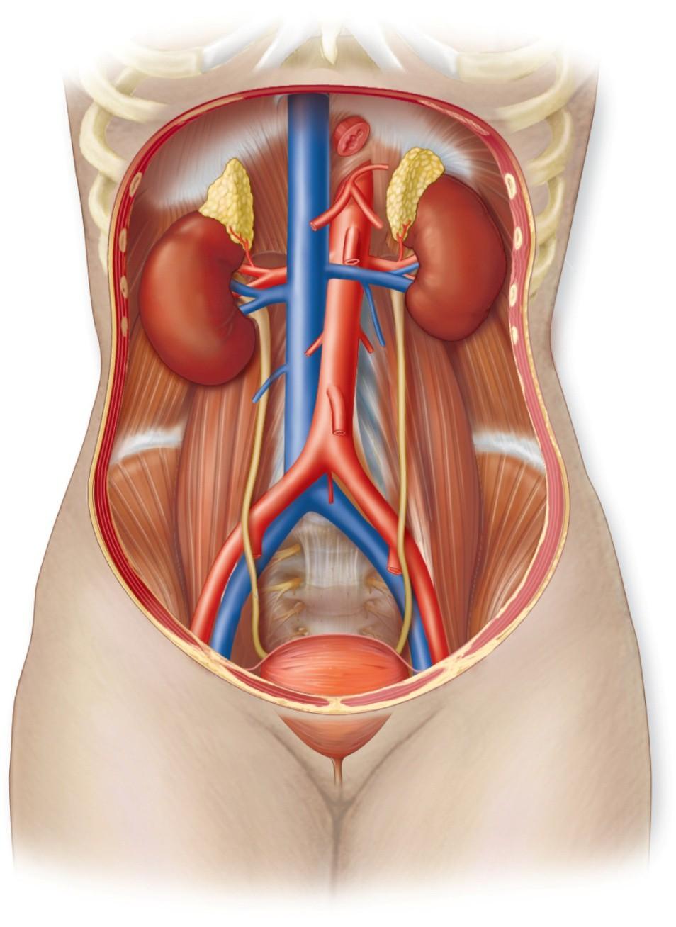 Overview of the urinary system.copyright The McGraw-Hill Companies, Inc.